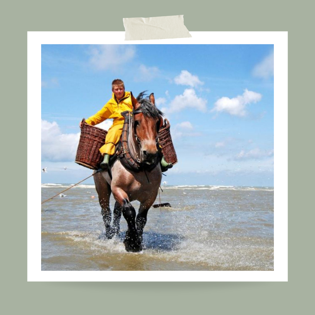 Strand van Oostduinkerke